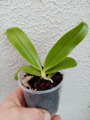 Phalaenopsis cornu-cervi v. chattaladae - 2