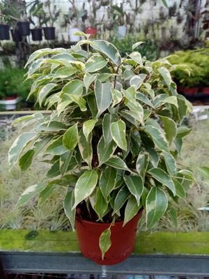 Ficus benjamina (bílozelený) - 2