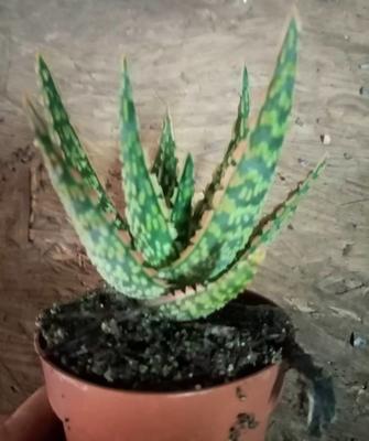 Aloe 'Vitra' - 2