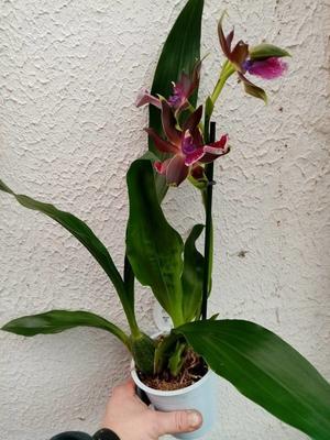 Kvetoucí orchidej Zygopetalum Twins - 2