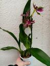 Kvetoucí orchidej Zygopetalum Twins - 2/3