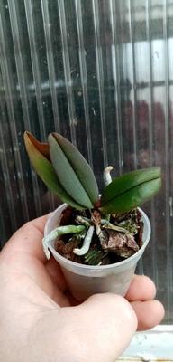 Phalaenopsis lowii - 2