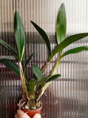 Dendrobium speciosum v. curvicaule 'Palmerstone' AM/AOS - 2