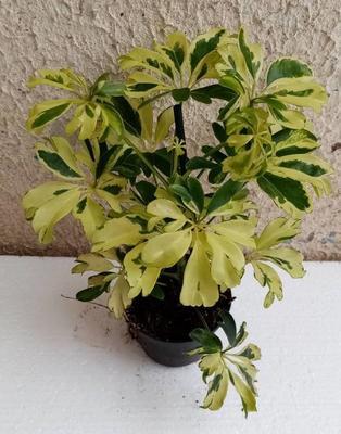 Schefflera arboricola (mini) - 2