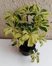 Schefflera arboricola (mini) - 2/3