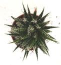 Aloe haworthioides - 2/2