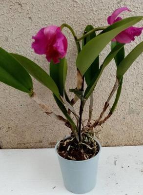 Katleya (Cattleya) - kvetoucí orchidej #4 - 2