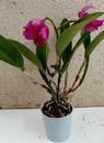 Katleya (Cattleya) - kvetoucí orchidej #4 - 2/2