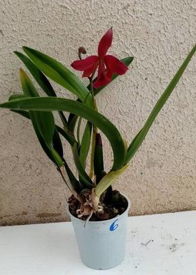 Katleya (Cattleya) - kvetoucí orchidej #6 - 2