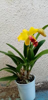 Katleya (Cattleya) - kvetoucí orchidej #9 - 2