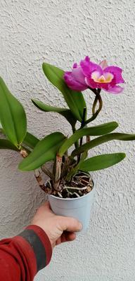Katleya (Cattleya) - kvetoucí orchidej #12 - 2