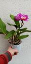 Katleya (Cattleya) - kvetoucí orchidej #12 - 2/2
