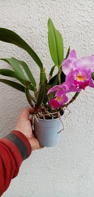 Katleya (Cattleya) - kvetoucí orchidej #10 - 2