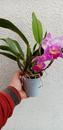 Katleya (Cattleya) - kvetoucí orchidej #10 - 2/2