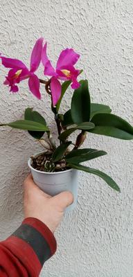 Katleya (Cattleya) - kvetoucí orchidej #11 - 2