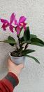 Katleya (Cattleya) - kvetoucí orchidej #11 - 2/2