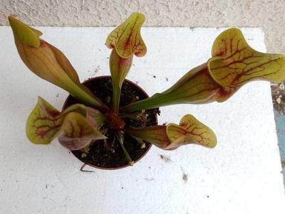 Sarracenia purpurea (hybr.) - 2