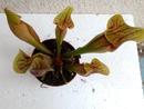 Sarracenia purpurea (hybr.) - 2/2