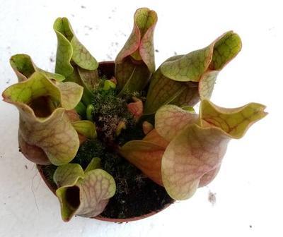 Sarracenia purpurea 'venosa' - 2
