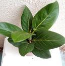 Ficus 'Audrey' - 2/2
