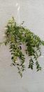 Hoya lanceolata ssp. bella (velká rostlina) - 2/2