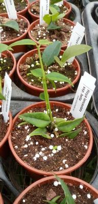 Hoya lanceolata ssp. bella - 2