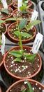 Hoya lanceolata ssp. bella - 2/2