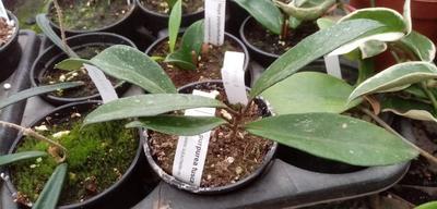 Hoya purpureofusca - 2