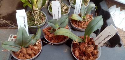Phalaenopsis gibbosa - 2