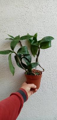 Dendrobium griffithianum x thyrsiflorum - 2