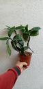 Dendrobium griffithianum x thyrsiflorum - 2/3