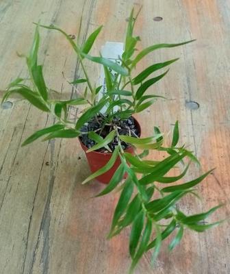 Dendrobium aurantiflammenum x cinnabarinum - 2