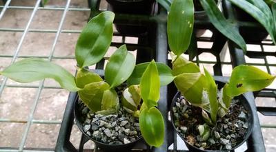Dendrobium platycaulon - 2