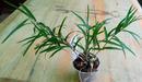 Dendrobium papilio - 2/3