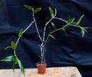 Dendrobium chittimae - 2/2