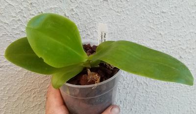 Phalaenopsis (Mituo Sun x violacea) x (speciosa x javanica) - 2