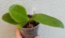 Phalaenopsis (Mituo Sun x violacea) x (speciosa x javanica) - 2/3