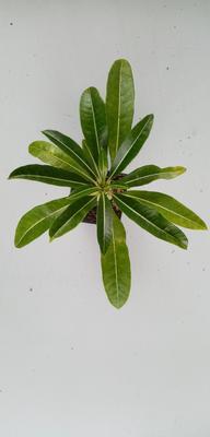 Pachypodium rutenberghianum - 2