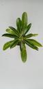 Pachypodium rutenberghianum - 2/3