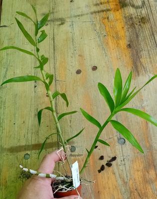 Dendrobium stuposum - 2