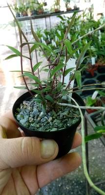 Dendrobium lancifolium - 2