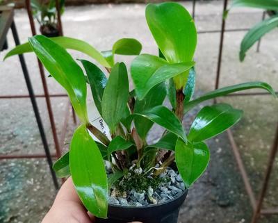 Dendrobium setigerum - 2