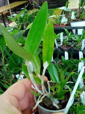Cattleya forbesii - 2