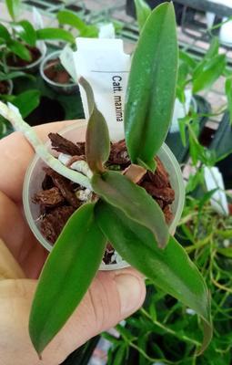 Cattleya maxima - 2