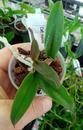 Cattleya maxima - 2/2