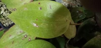 Hoya parasitica - 2