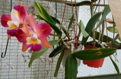 Katleya (Cattleya) - kvetoucí orchidej #3 - 2