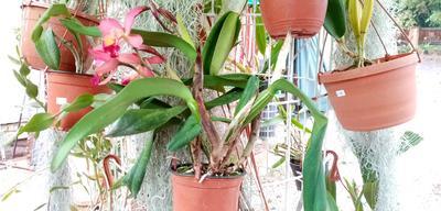 Katleya (Cattleya) - kvetoucí orchidej #1 - 2