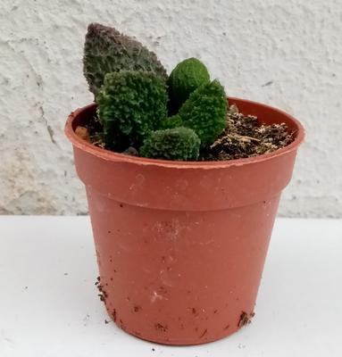 Adromischus marianae 'Coral Red' - 2