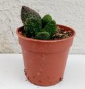 Adromischus marianae 'Coral Red' - 2/3